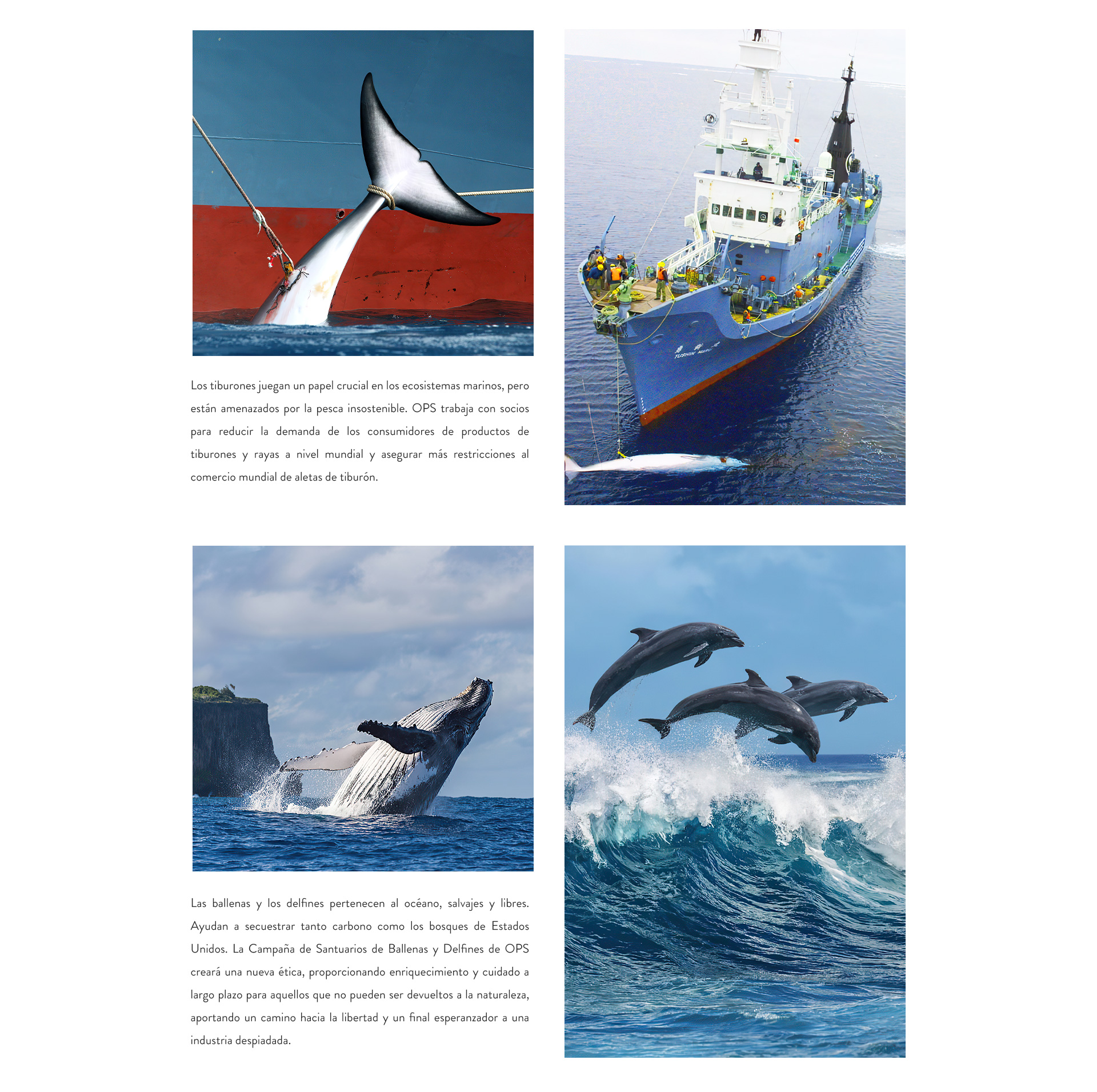 Jeulia's Partnership with Oceanic Preservation Society
