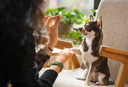 Regali Per Amanti Degli Animali